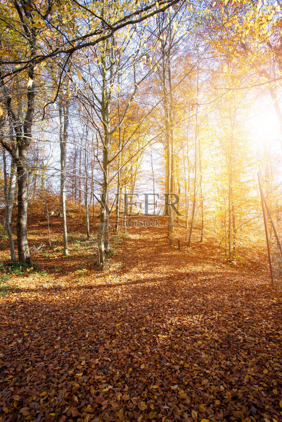 秋天的森林景观:多彩的树叶，阳光和积极的氛围照片摄影图片