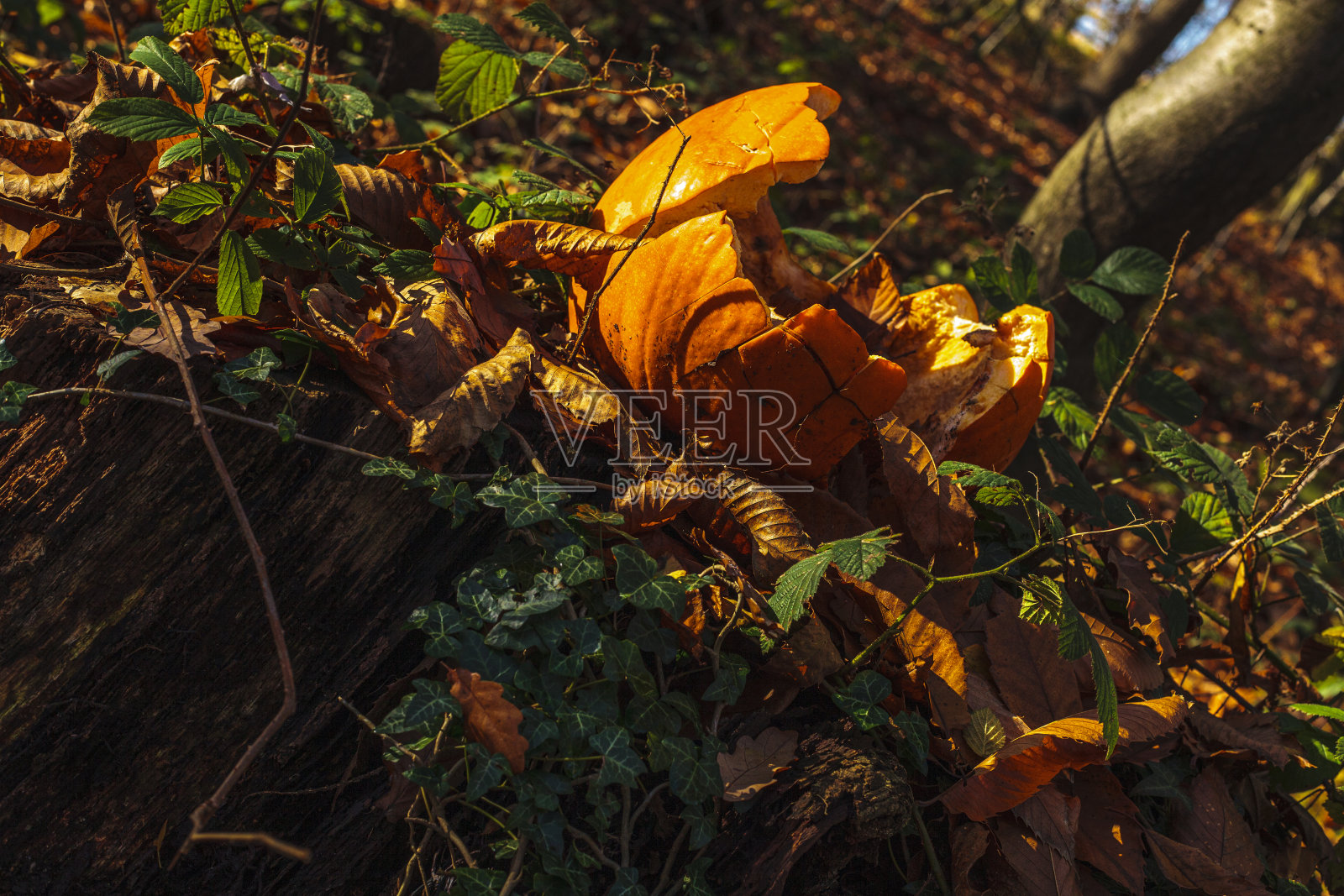 死去的南瓜照片摄影图片