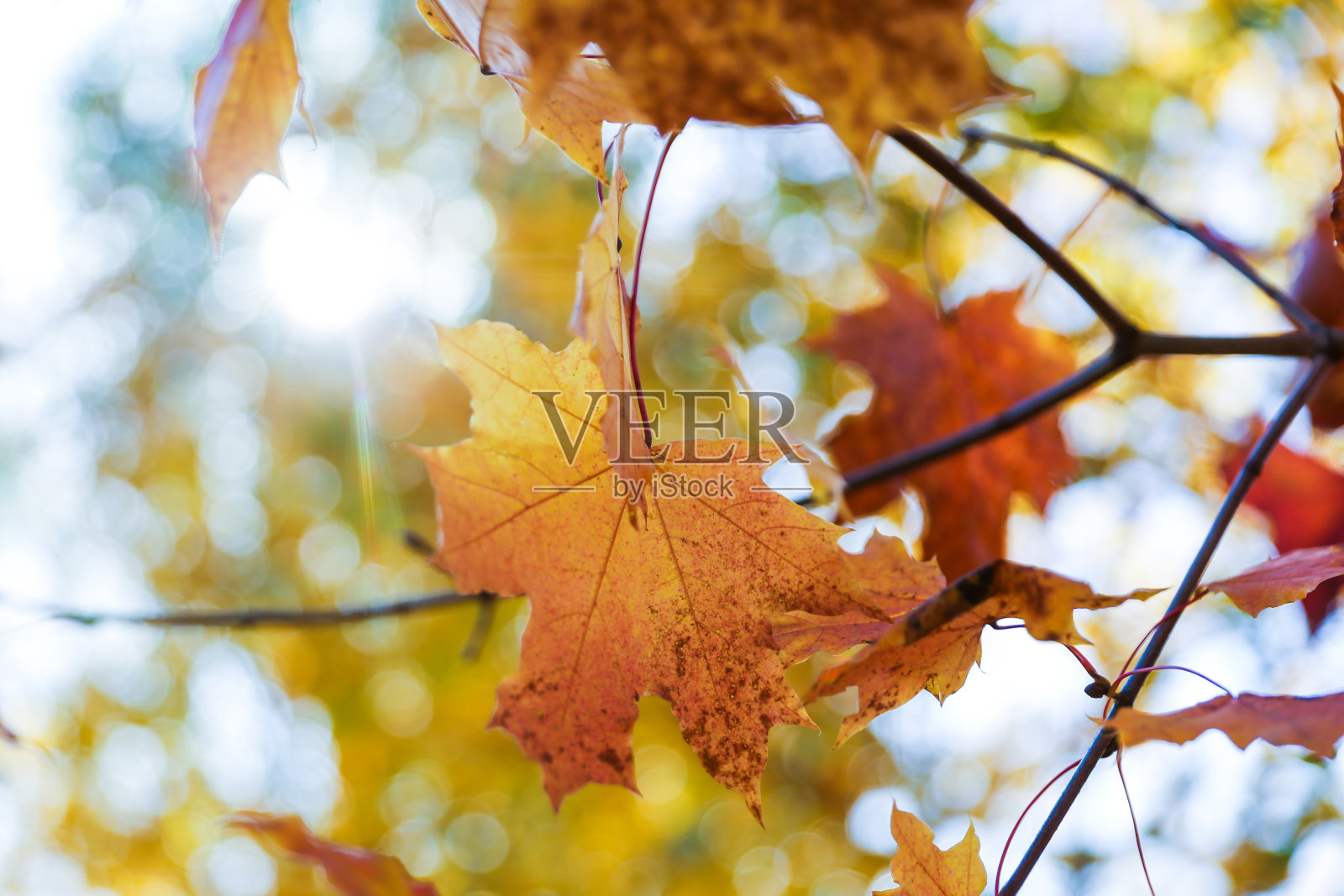 秋天的枫叶在树上照片摄影图片