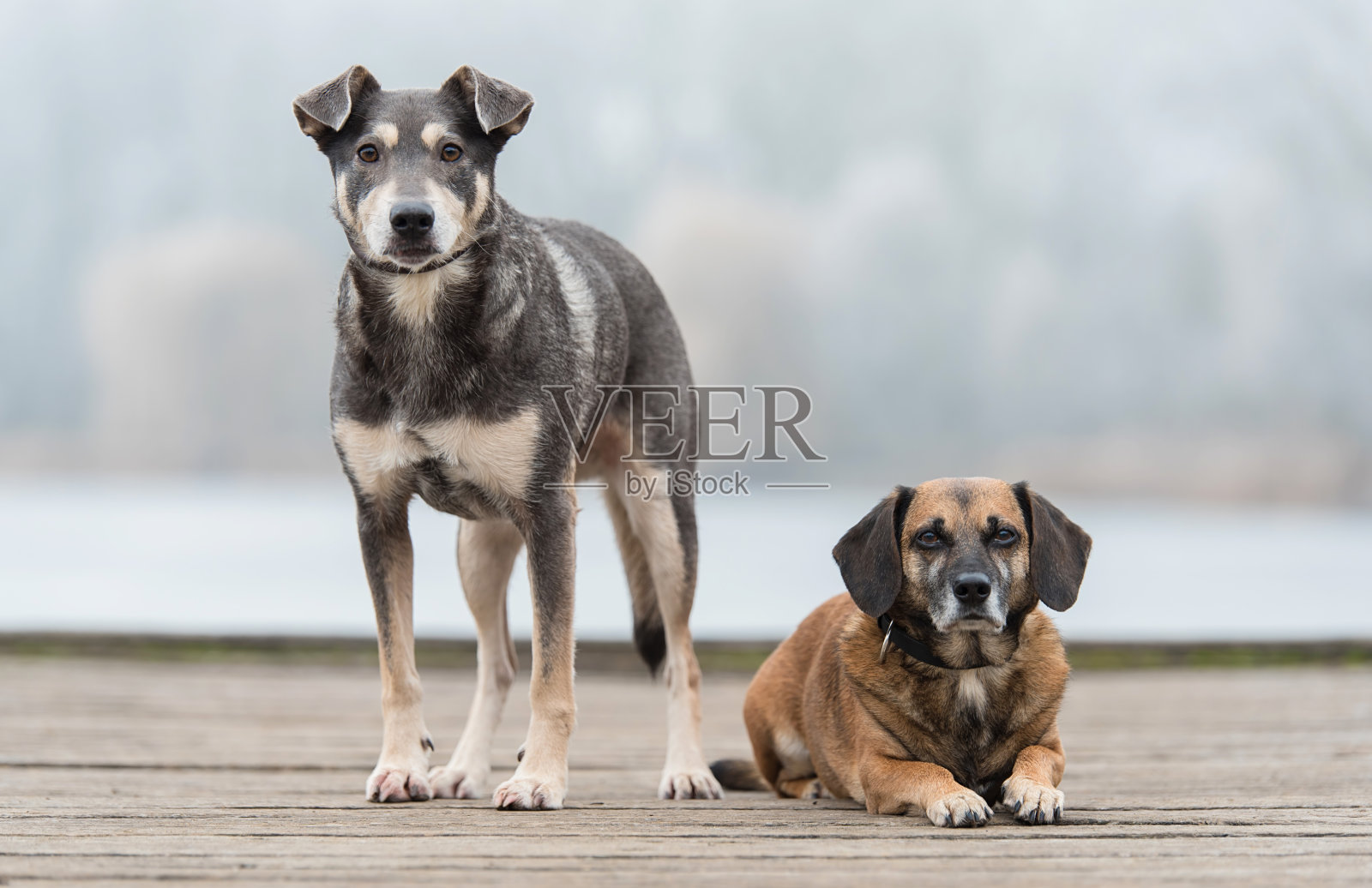 两只狗在公园里休息照片摄影图片