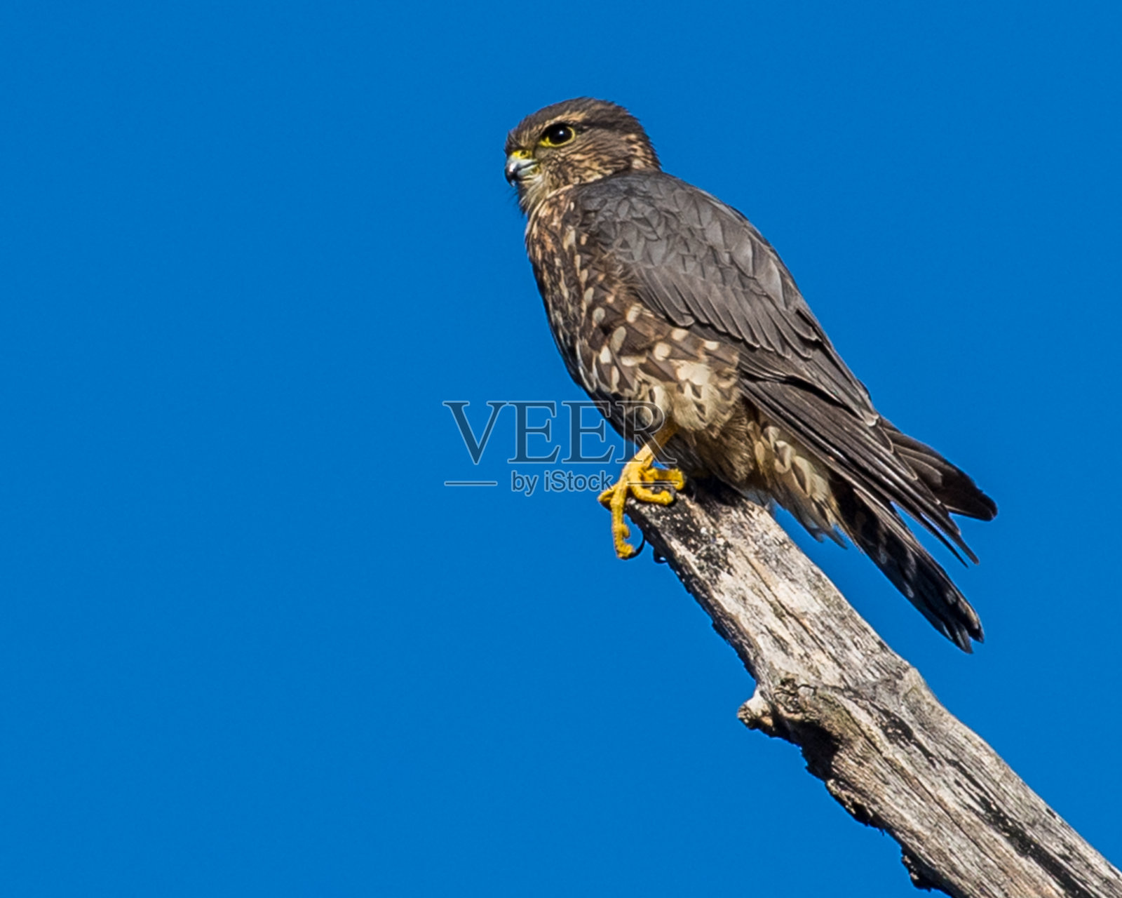 梅林鸟在树枝上的肖像和飞行照片摄影图片