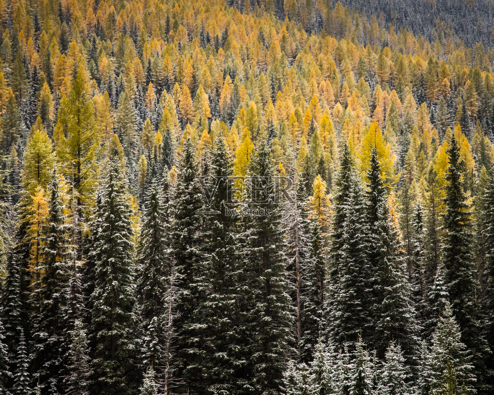 爱达荷州秋天的金色落叶松照片摄影图片