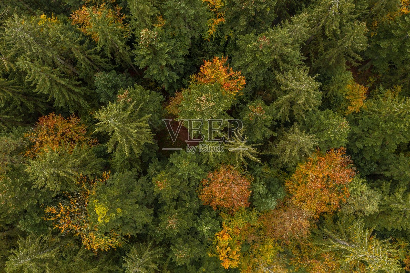 上图是德国巴伐利亚森林的树梢上的森林树木鸟瞰图照片摄影图片