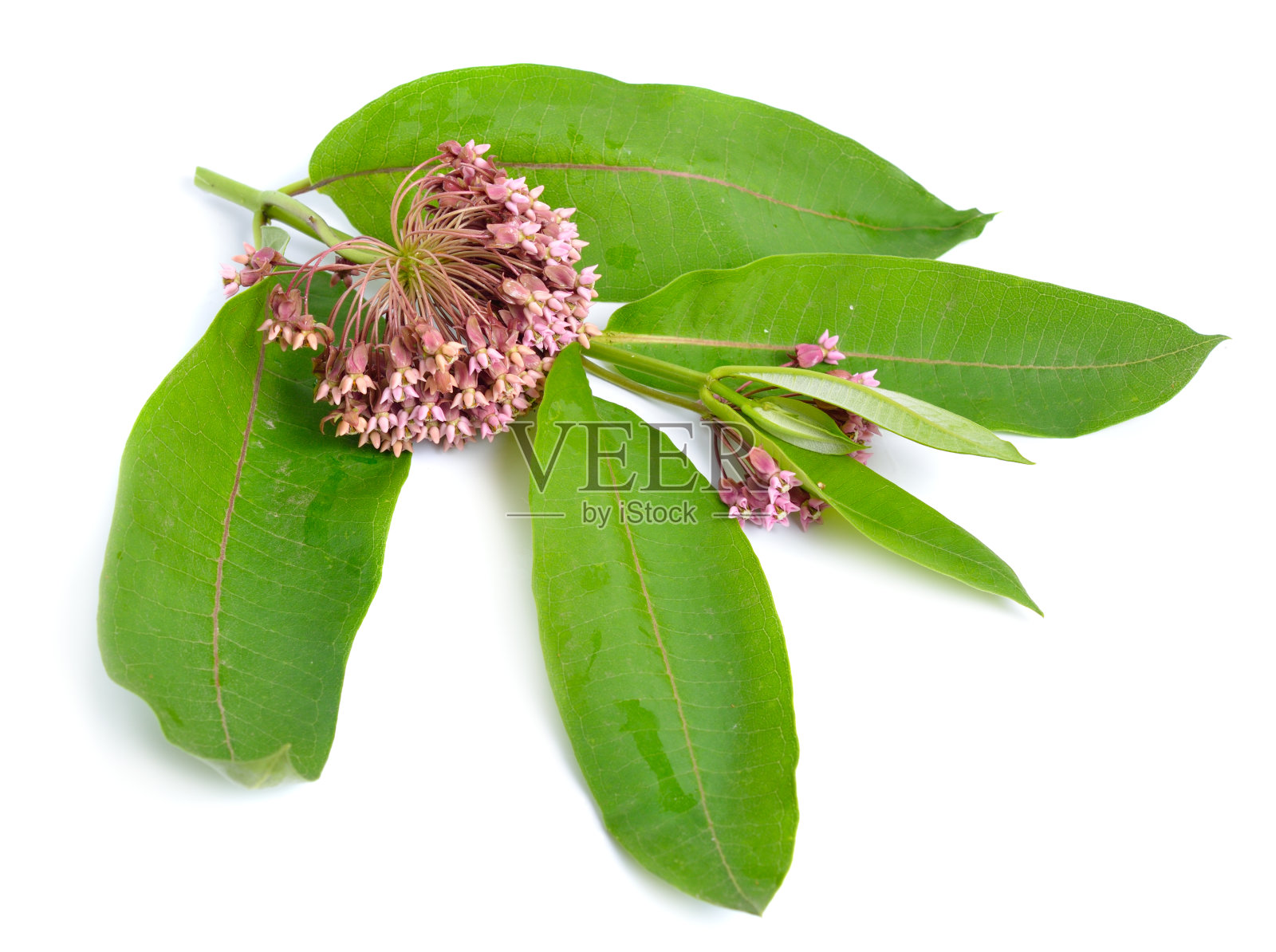 紫荆，俗称普通马利筋，蝶花，家蚕，丝燕。孤立在白色照片摄影图片