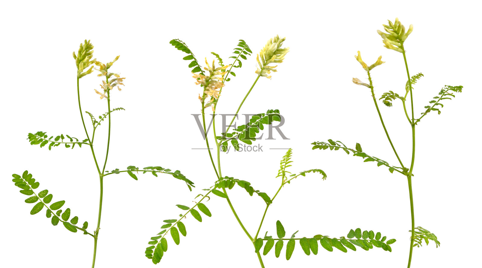 黄芪或甘草黄芪，野甘草，野甘草。孤立的照片摄影图片