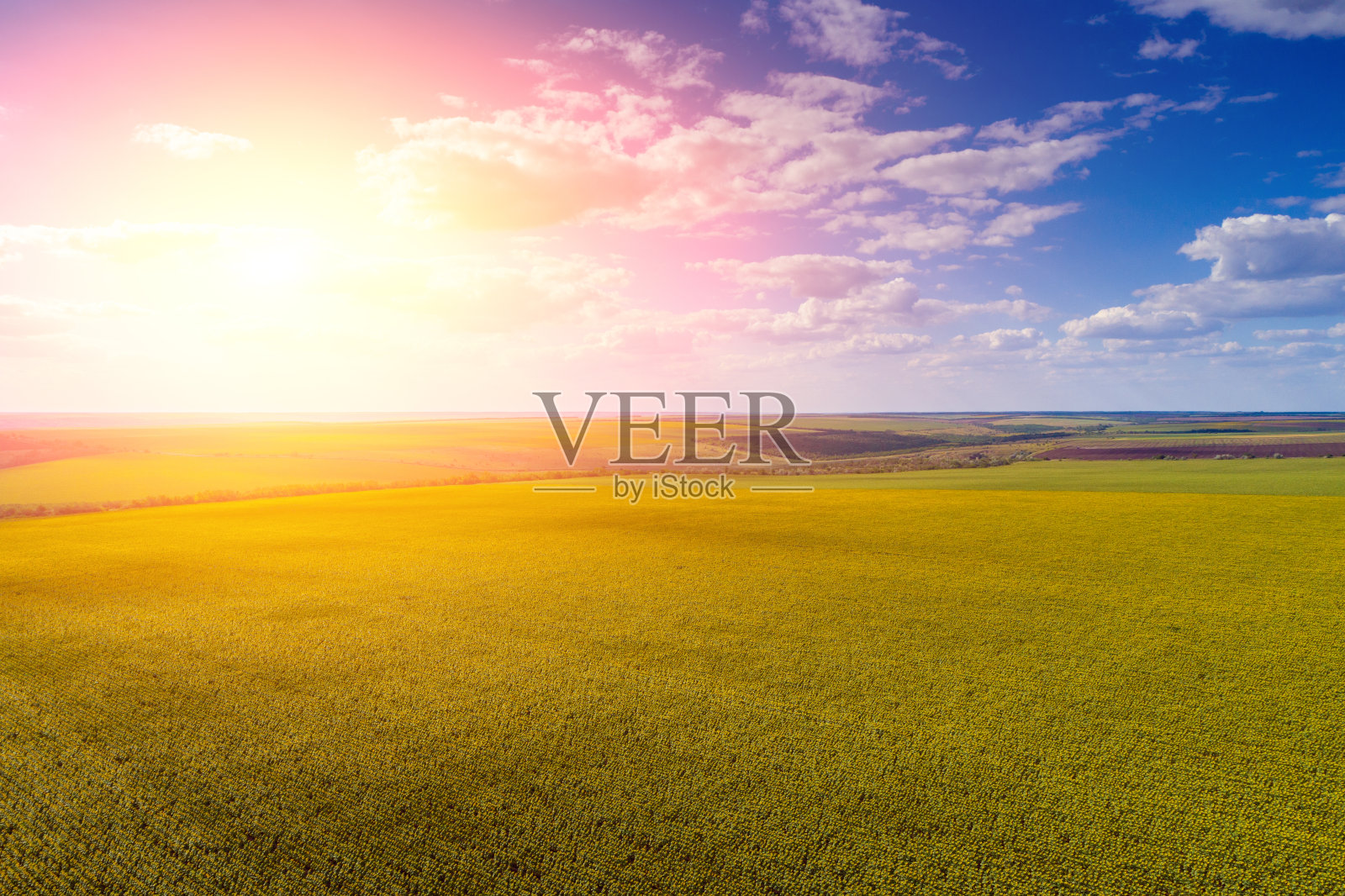 夏日的风景与向日葵。美丽的向日葵。从以上观点。农村,乡村景观。自然背景。照片摄影图片