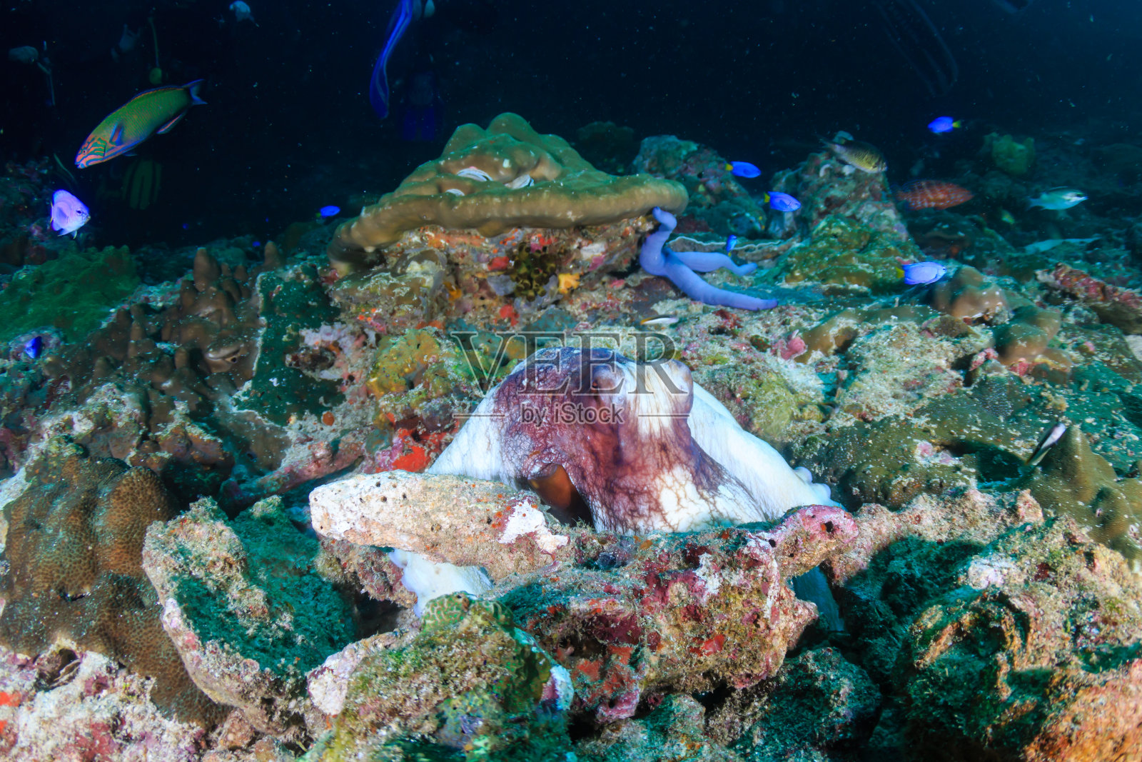 黑色热带珊瑚礁上的普通章鱼照片摄影图片
