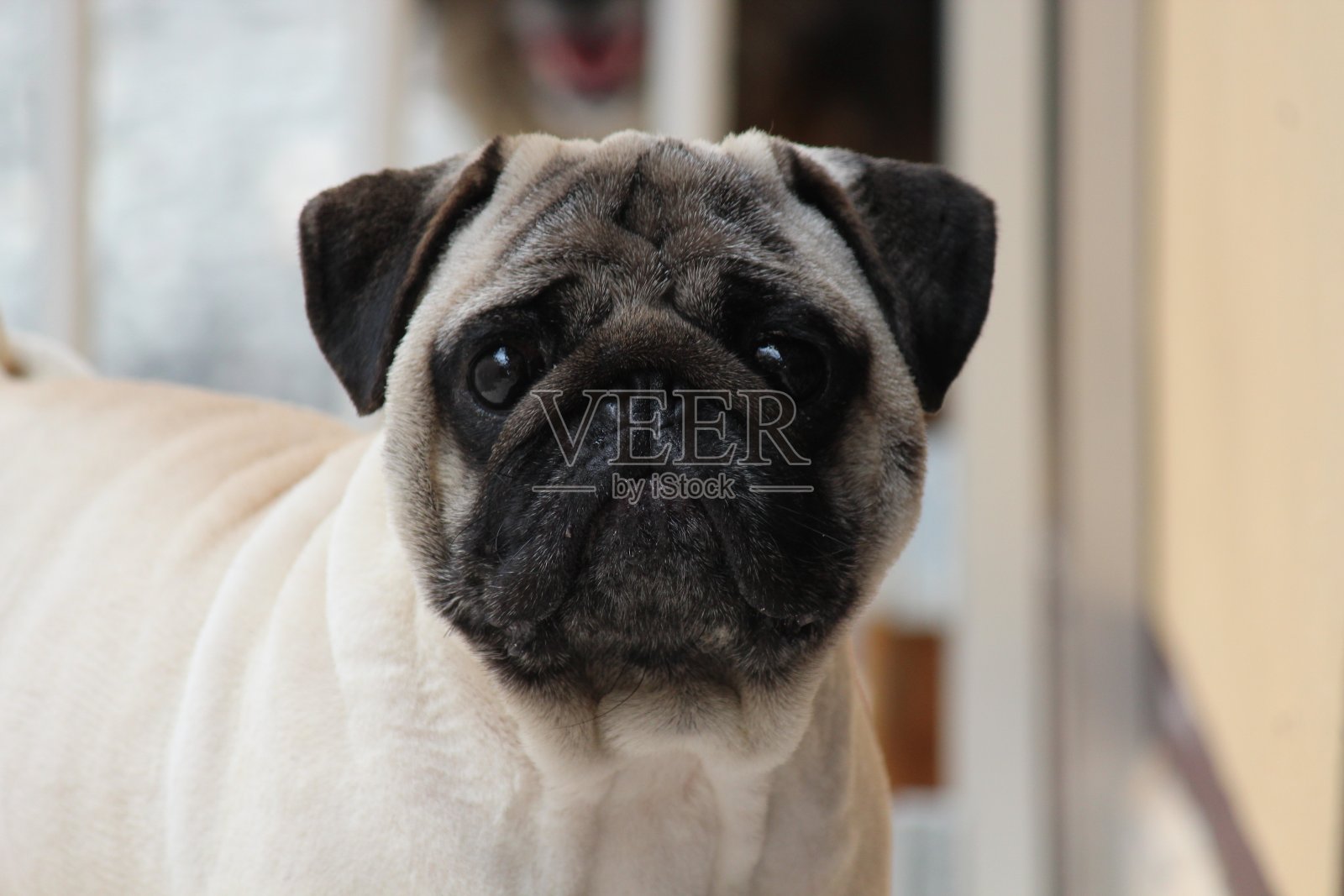 犬狼疮照片摄影图片