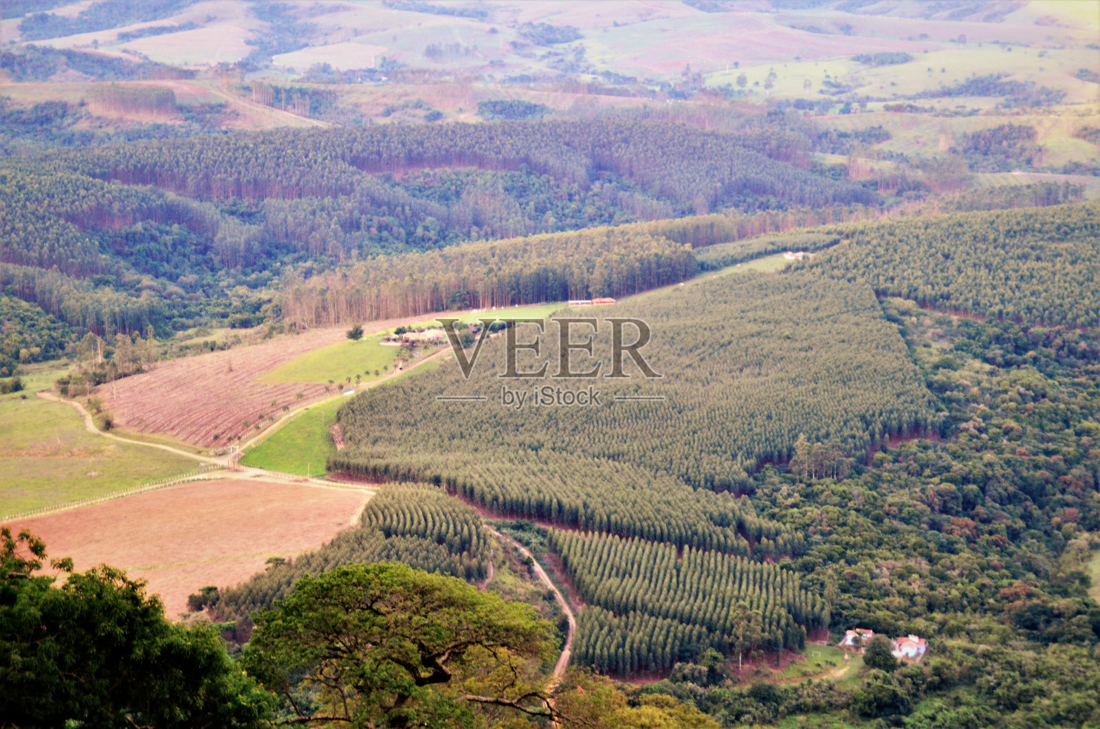 从伊塔克雷山的底部开始种树照片摄影图片