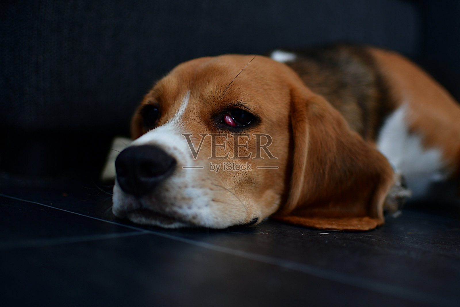 小猎犬号照片摄影图片