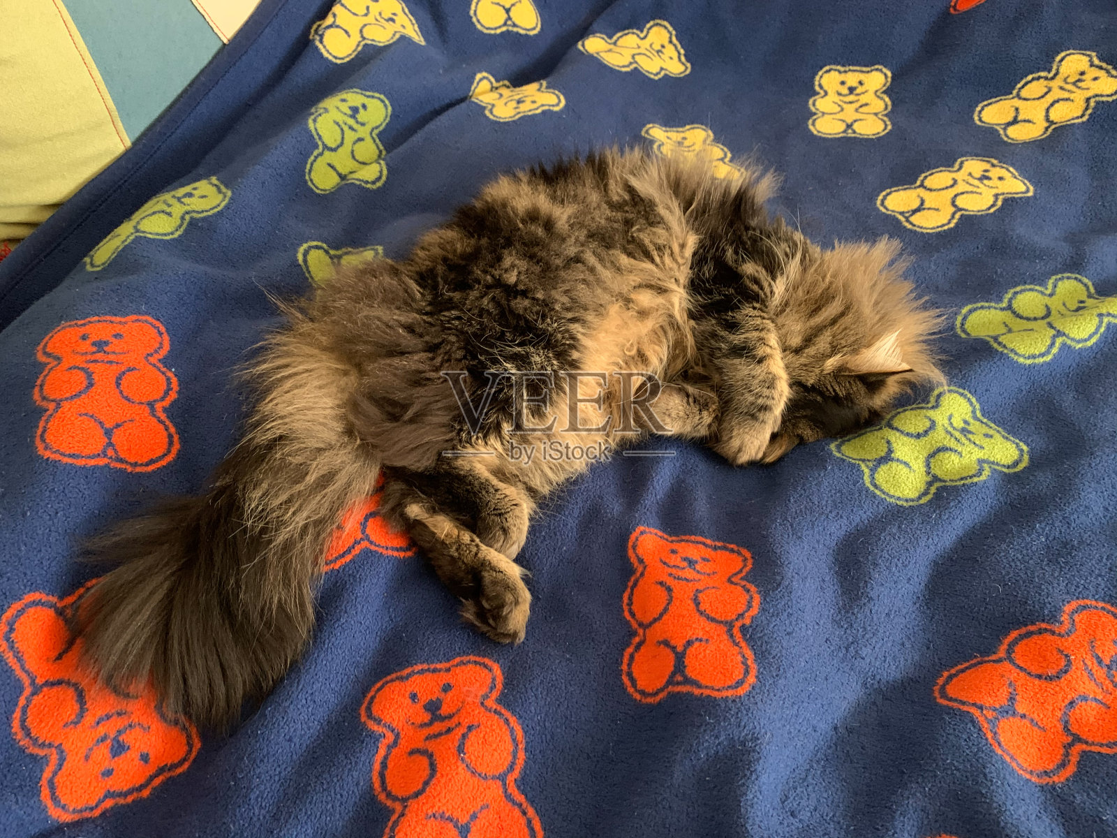 可爱的猫睡觉照片摄影图片