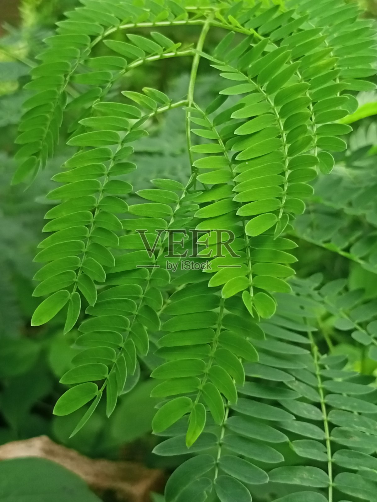 生命的绿色照片摄影图片