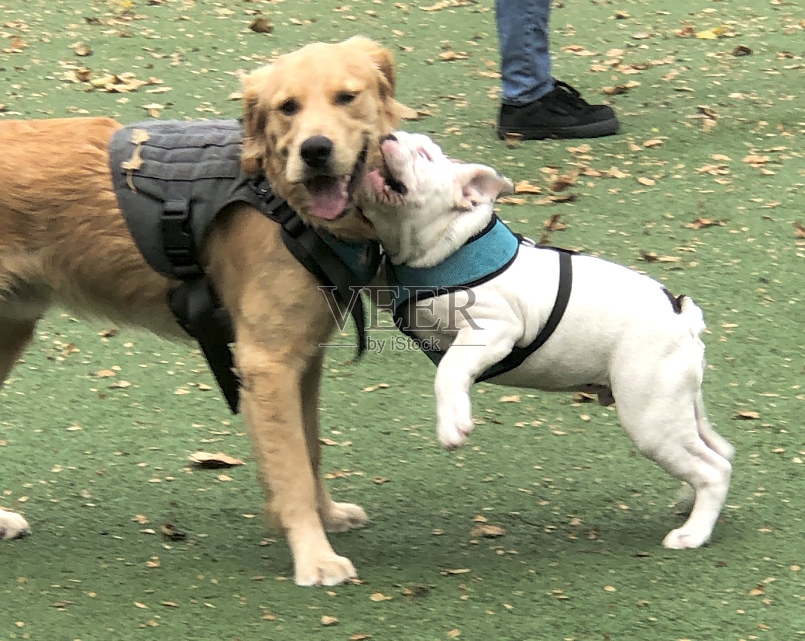 咬我照片摄影图片