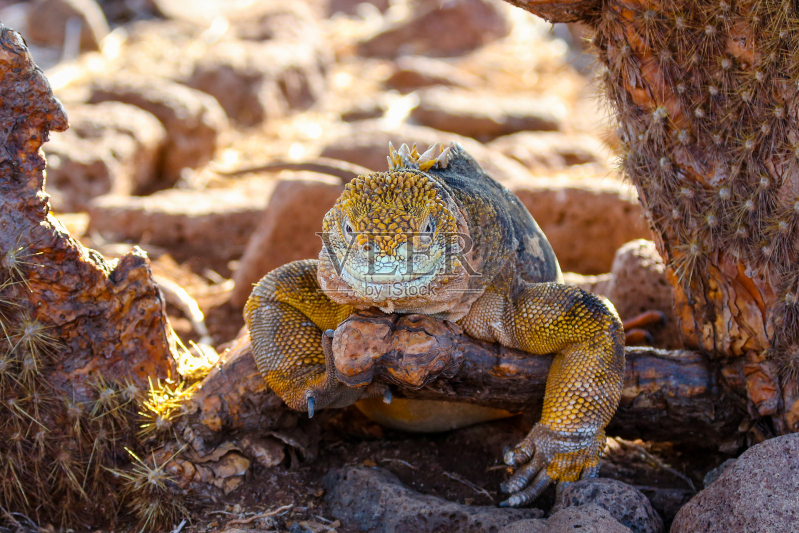加拉戈斯群岛北西摩岛的鬣蜥照片摄影图片