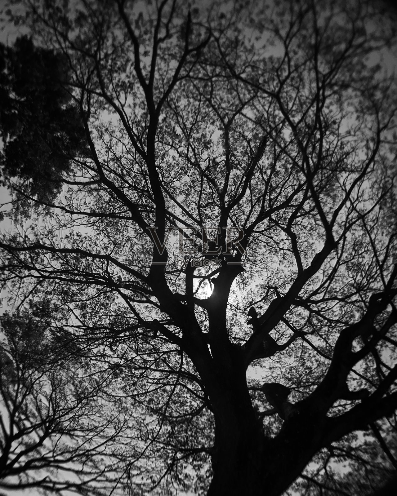 森林里住着年迈的智者。照片摄影图片