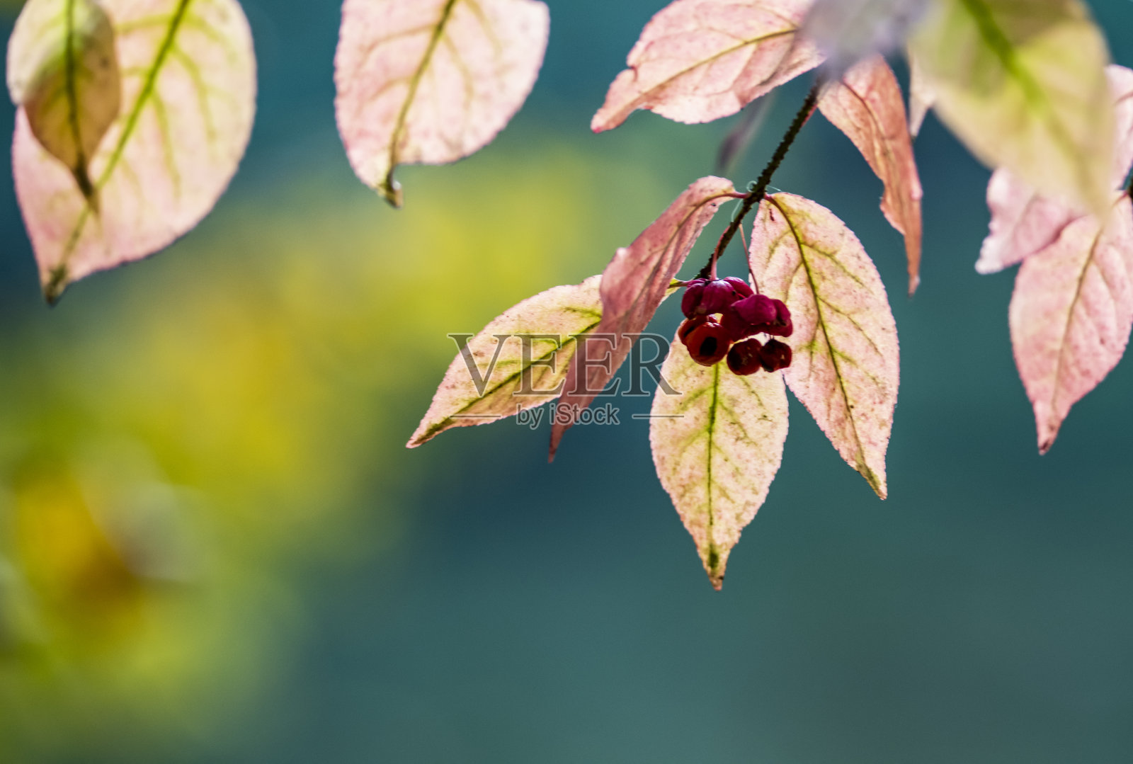 公园照片摄影图片