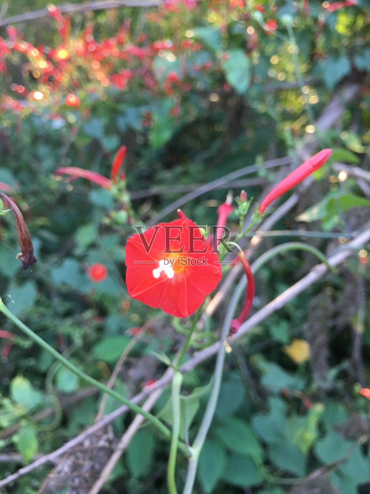 路边的红花照片摄影图片