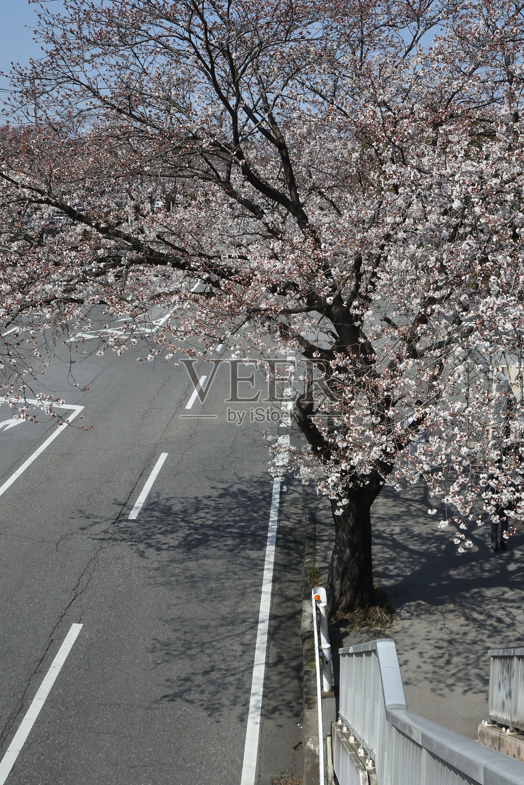 樱花在春天开花照片摄影图片