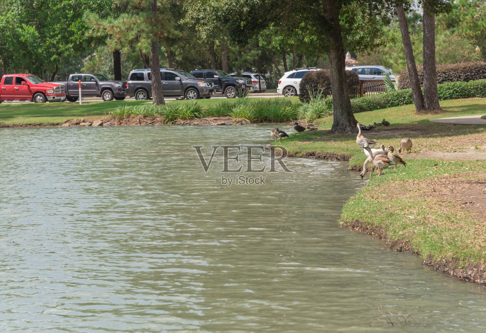 美国德克萨斯州休斯顿郊区，有停车场的住宅公园里的鹅和鸭子照片摄影图片