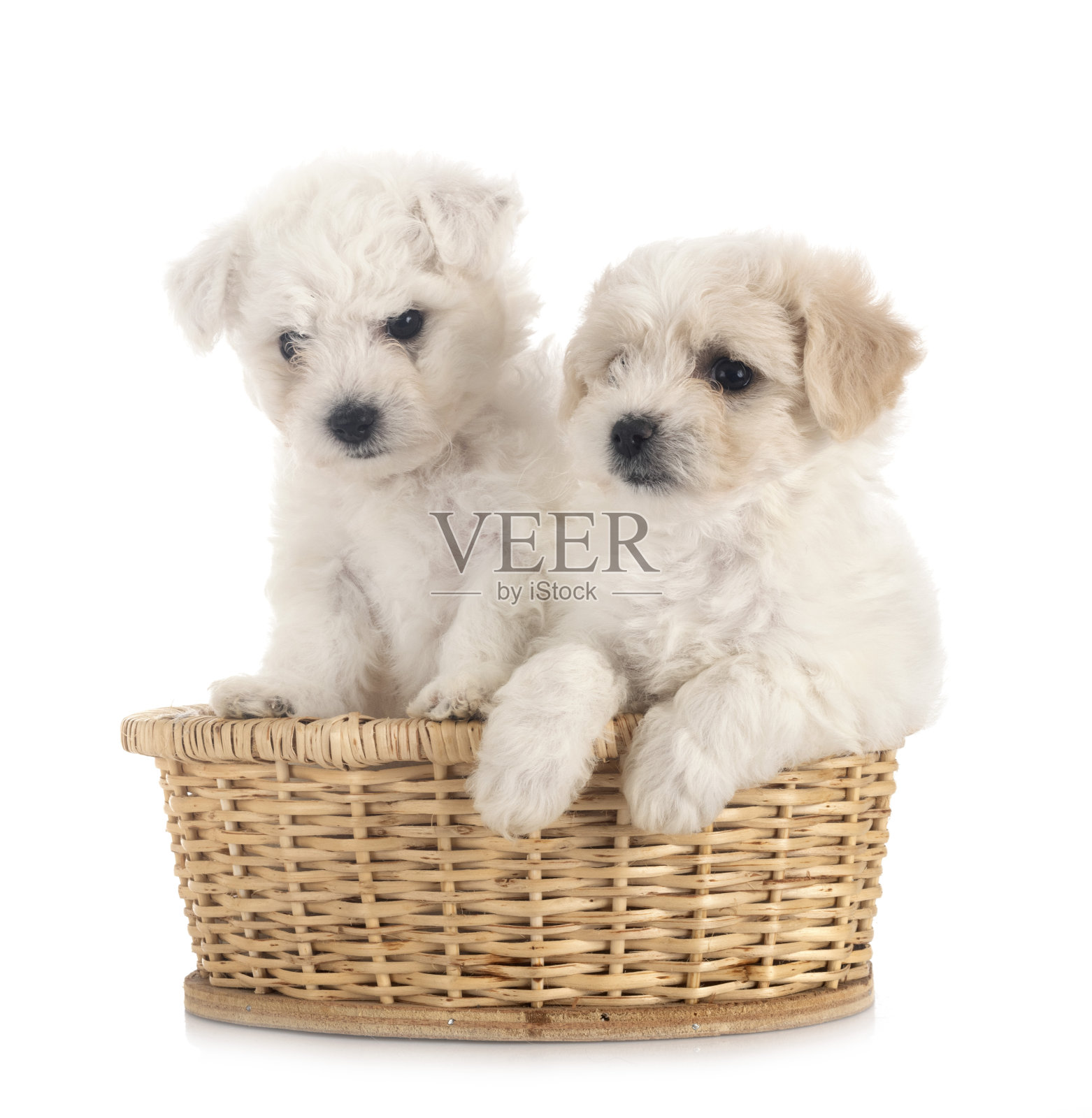 年轻的比雄毛圈绒头织物照片摄影图片