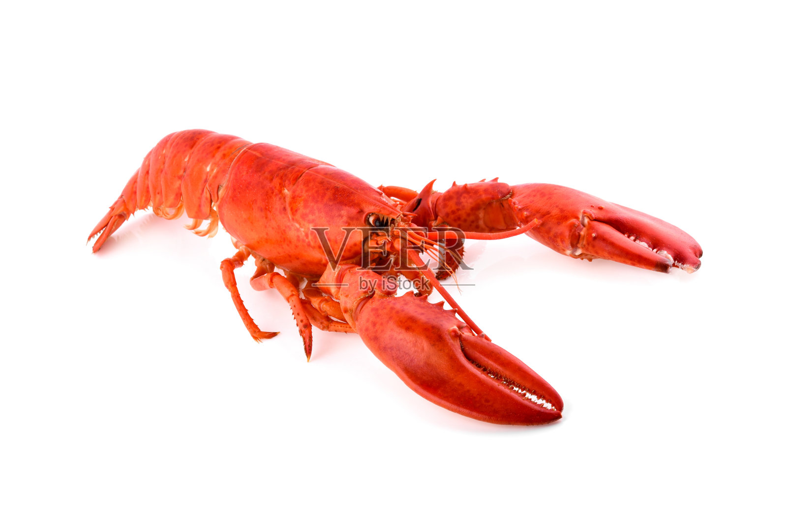 龙虾孤立在白色背景照片摄影图片