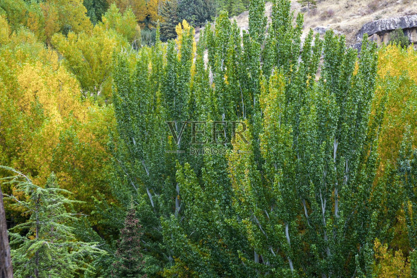 秋天的树背景照片摄影图片