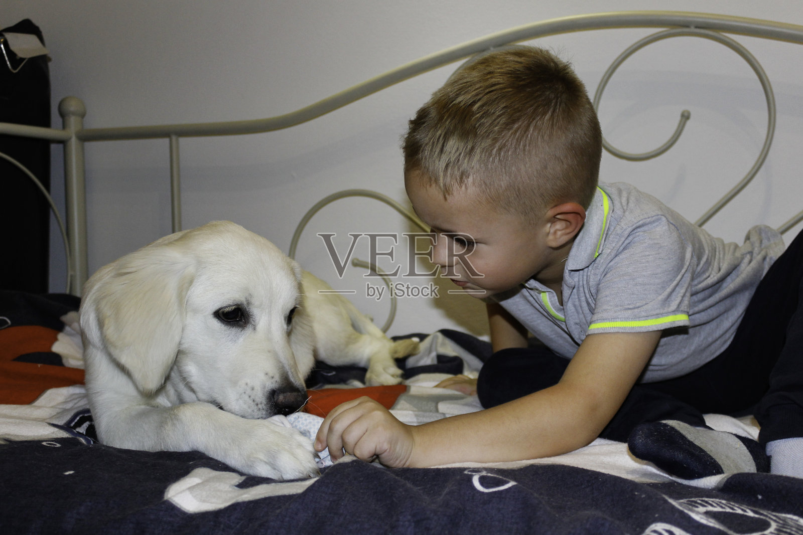 小男孩和他的金毛寻回犬照片摄影图片