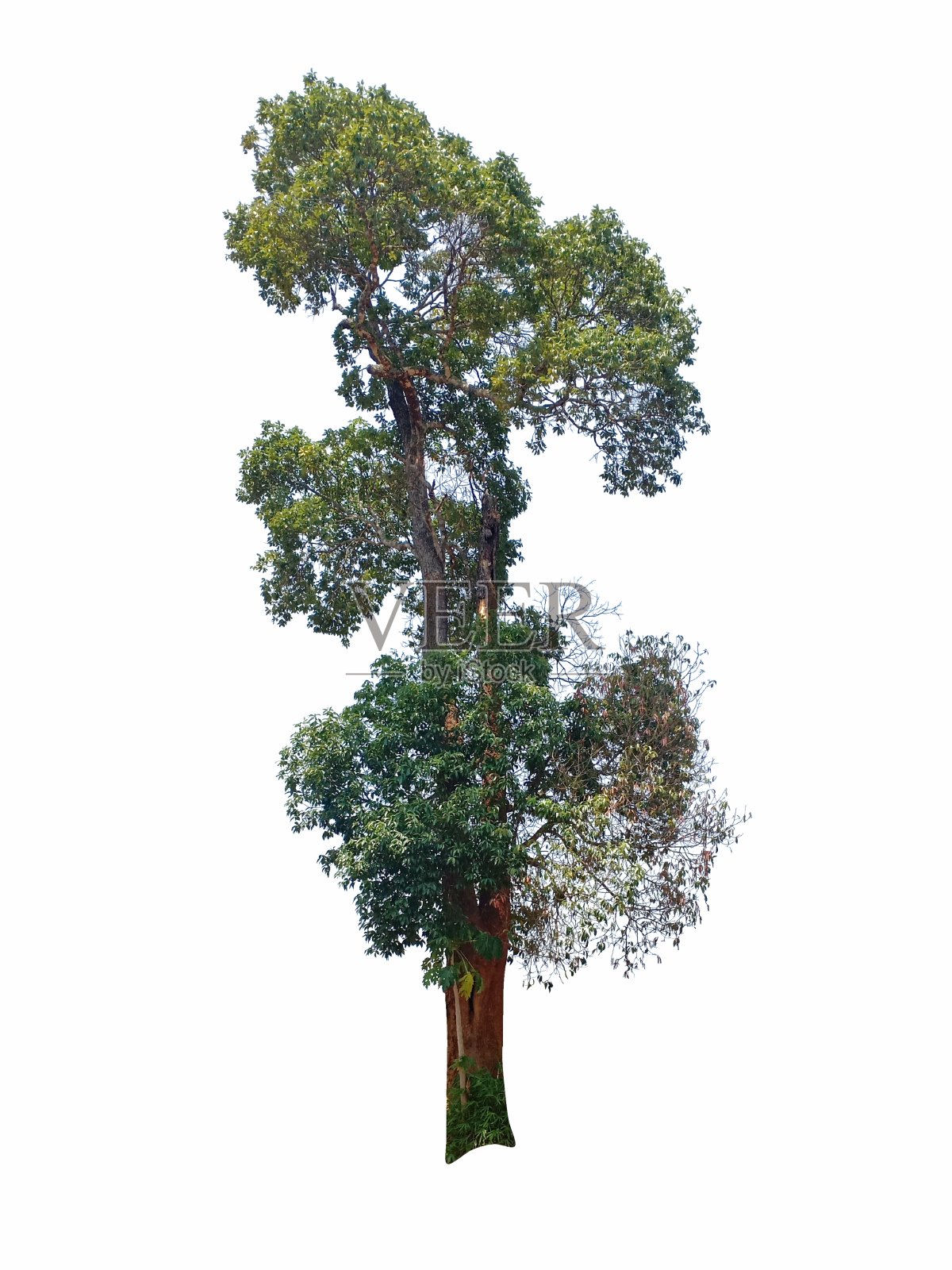 孤立在整个野生杏树的白色背景上。马来亚植物。前女友A.W. Benn。照片摄影图片