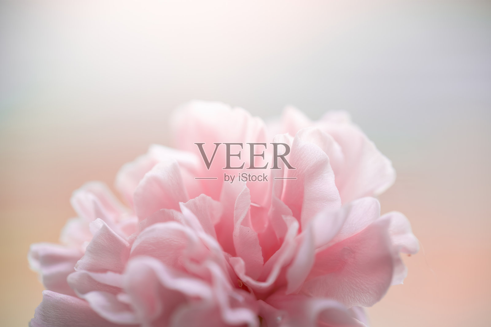 雨后的粉红康乃馨照片摄影图片