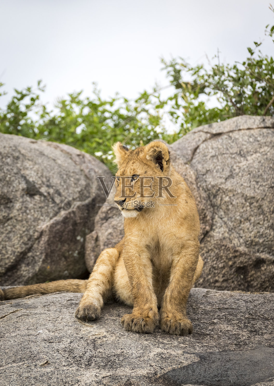 坦桑尼亚塞伦盖蒂保护区，一只小狮子坐在一块大岩石上照片摄影图片
