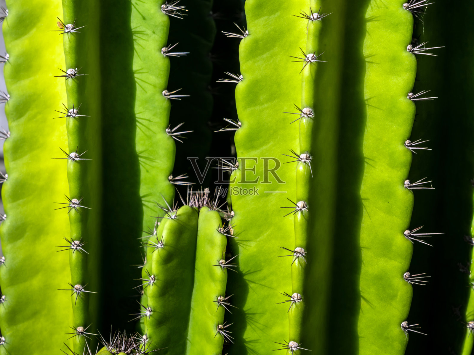 绿色的背景由丰满的茎和尖刺的蜡状仙人掌照片摄影图片