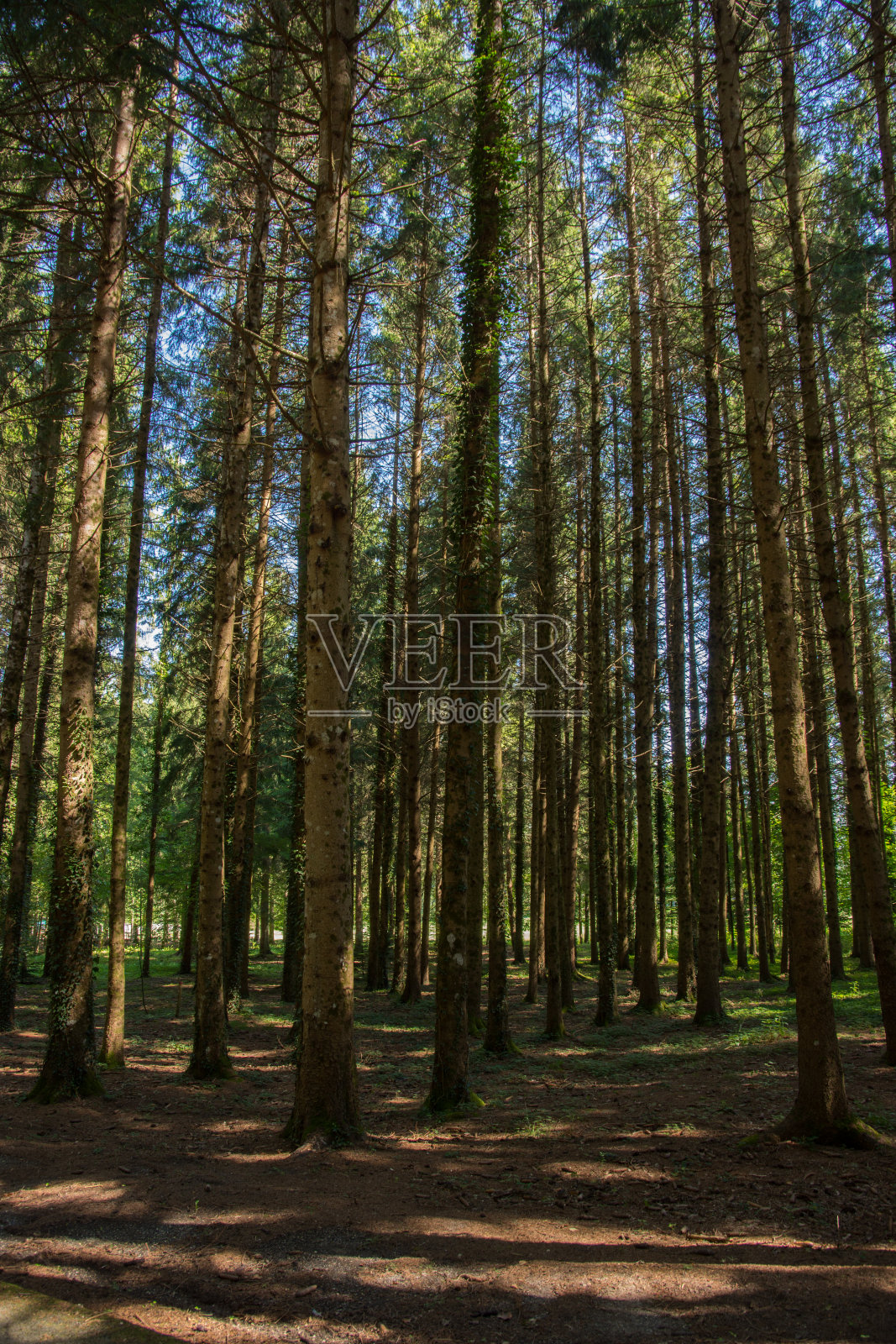 树照片摄影图片