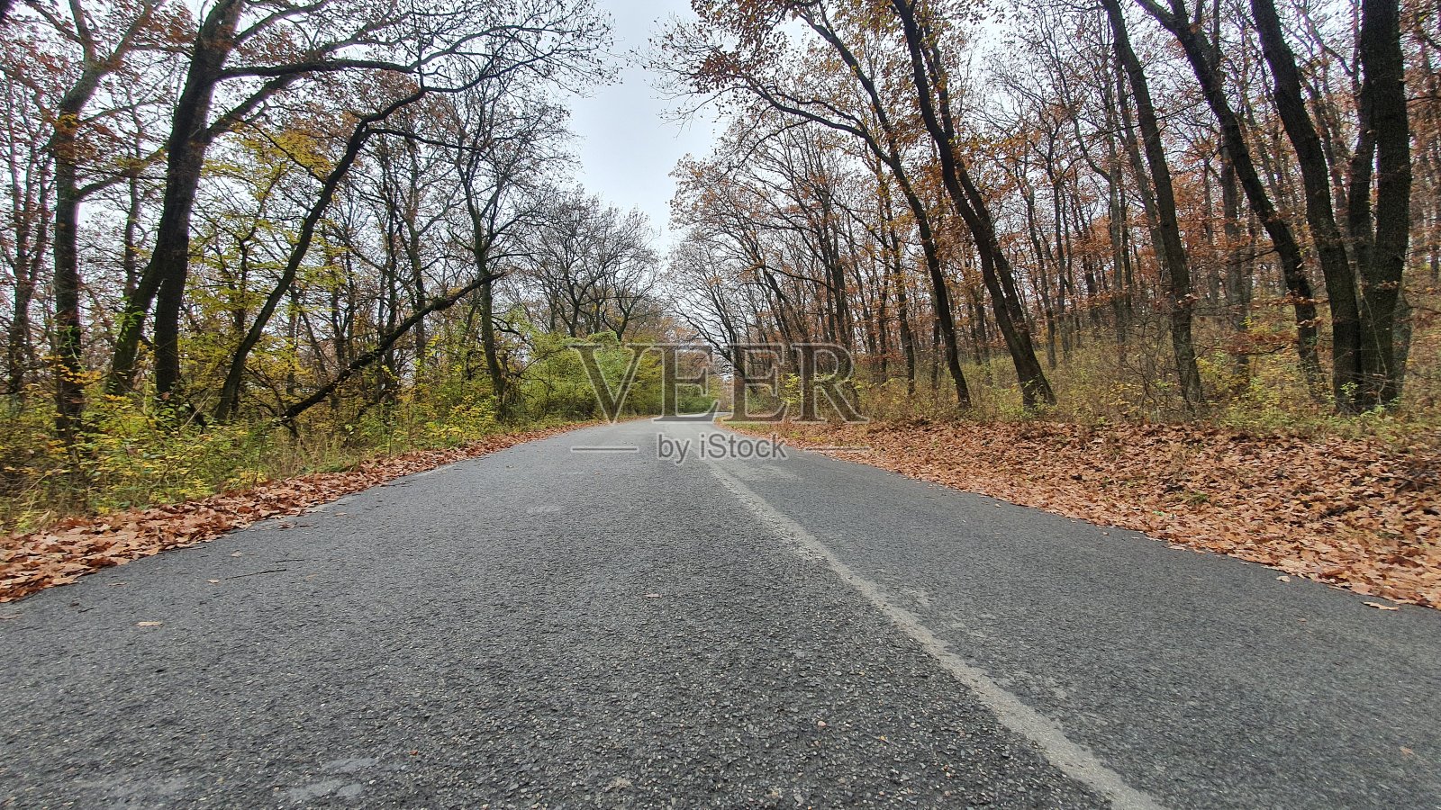 特兰西瓦尼亚美丽的森林照片摄影图片