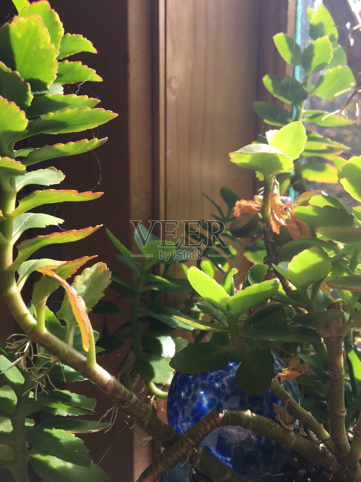 室内盆栽植物照片摄影图片