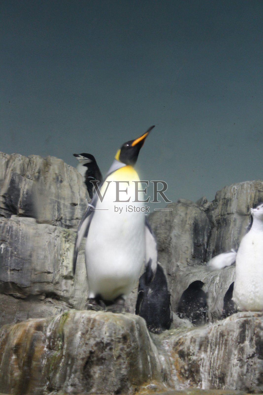 企鹅家族照片摄影图片