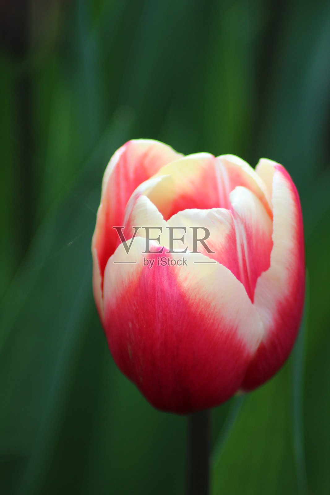 荷兰的库肯霍夫郁金香照片摄影图片