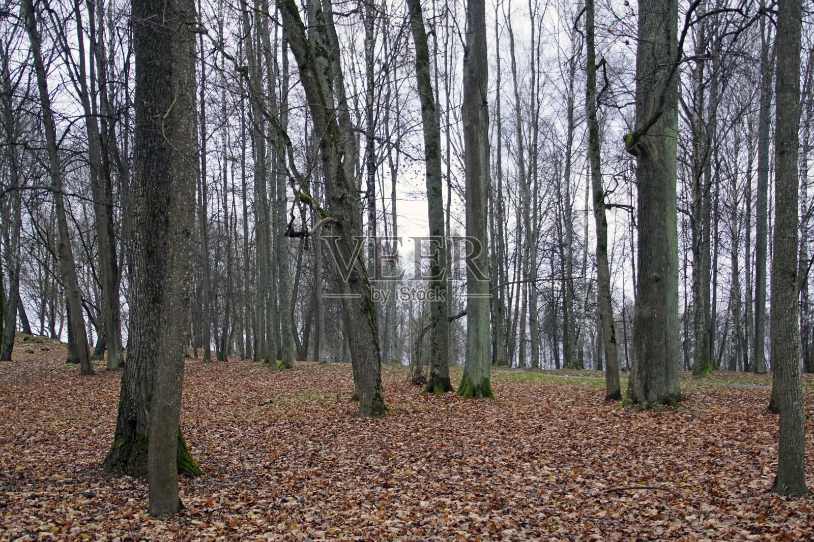 下降。11月多云。老公园的美景。水平射照片摄影图片