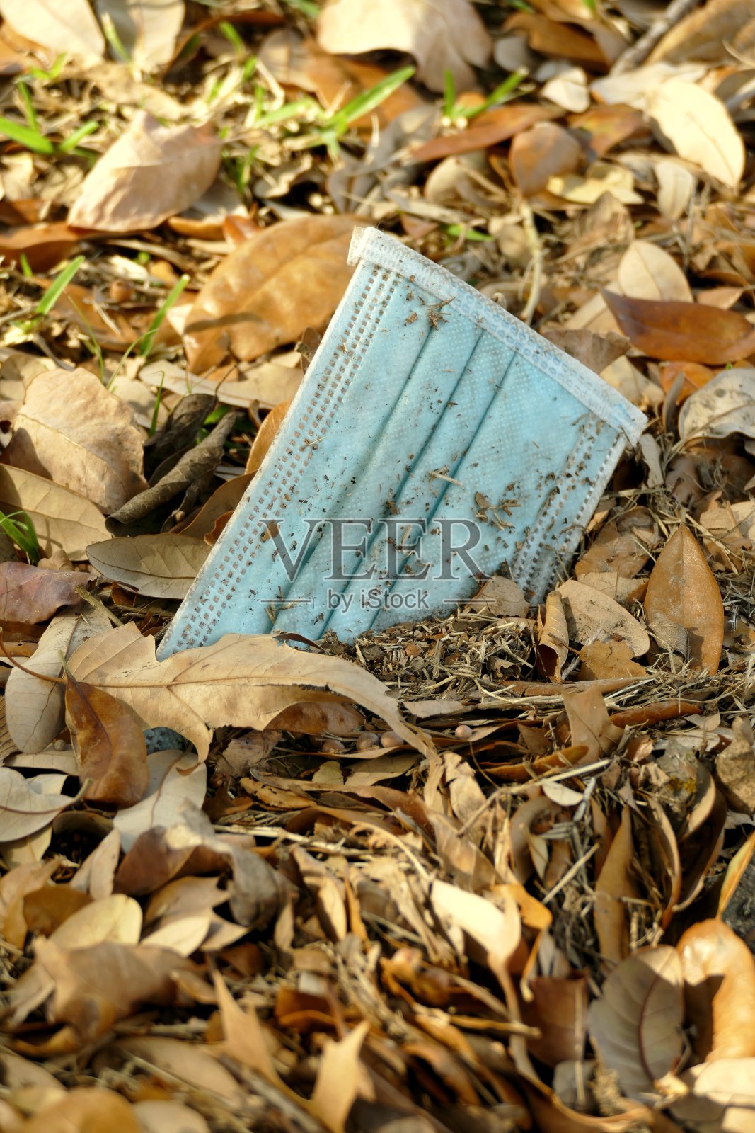 2020年11月-02日照片摄影图片