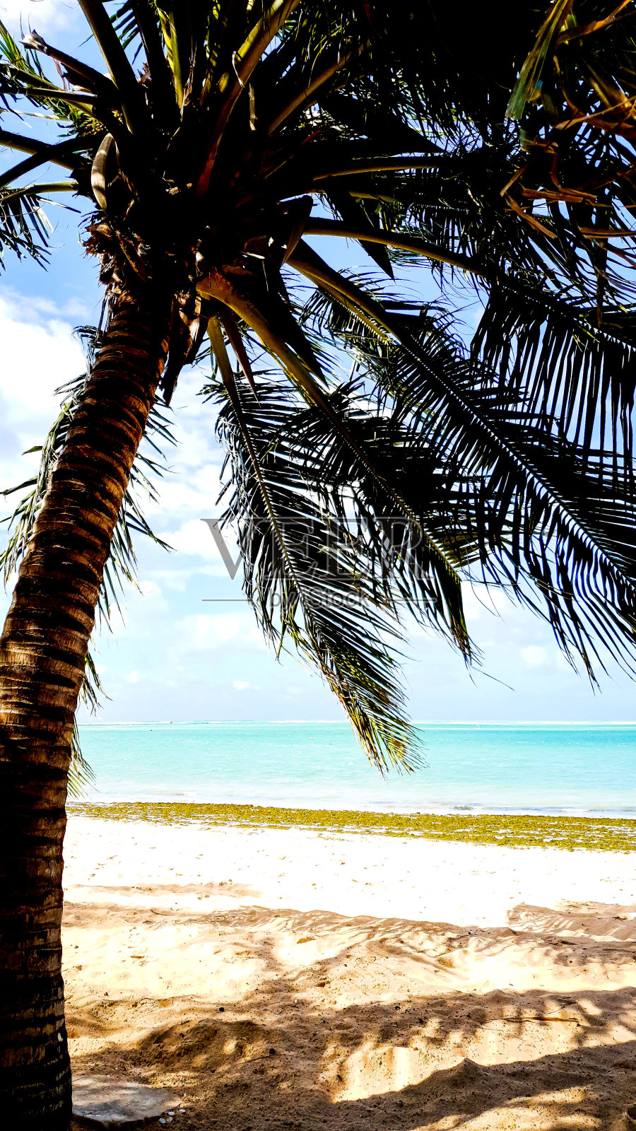 椰子树照片摄影图片