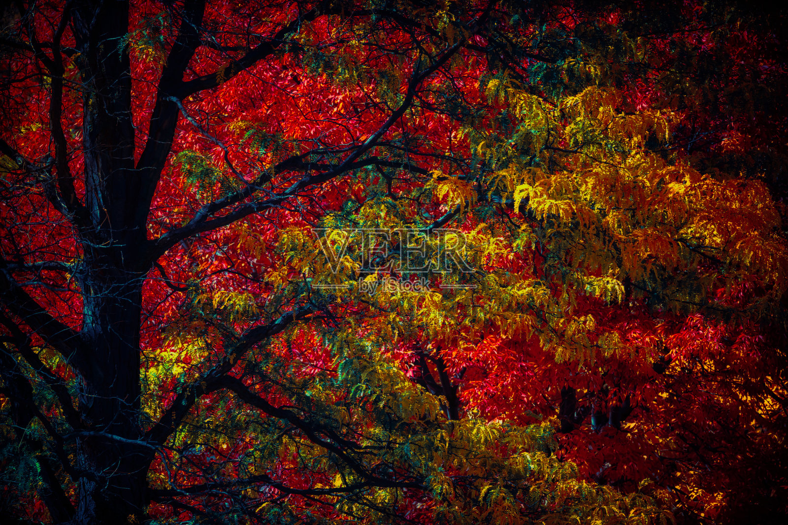 秋天，秋天的树在改变颜色，树叶在变照片摄影图片