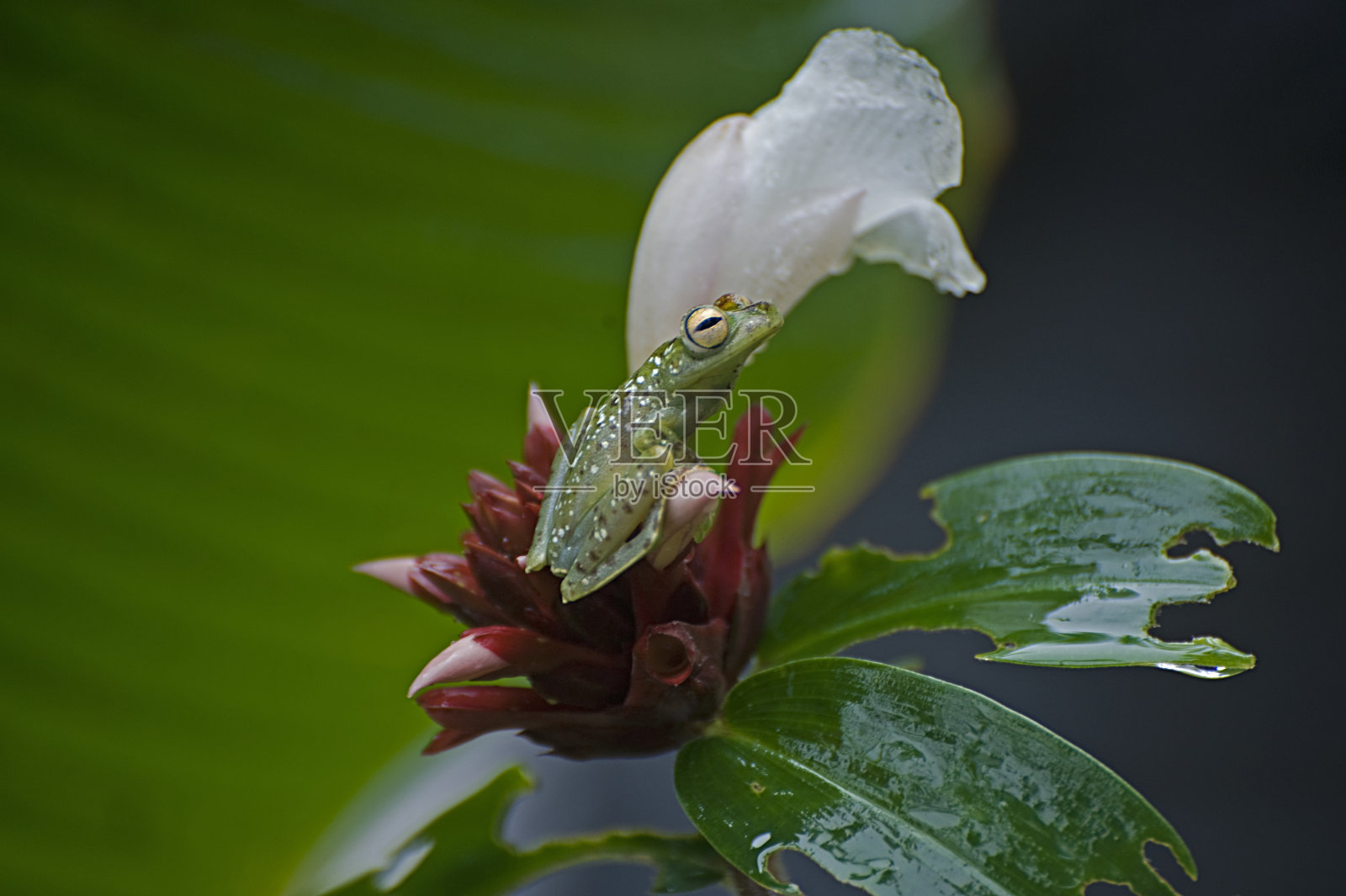 海普西博阿斯鲁菲特卢斯照片摄影图片