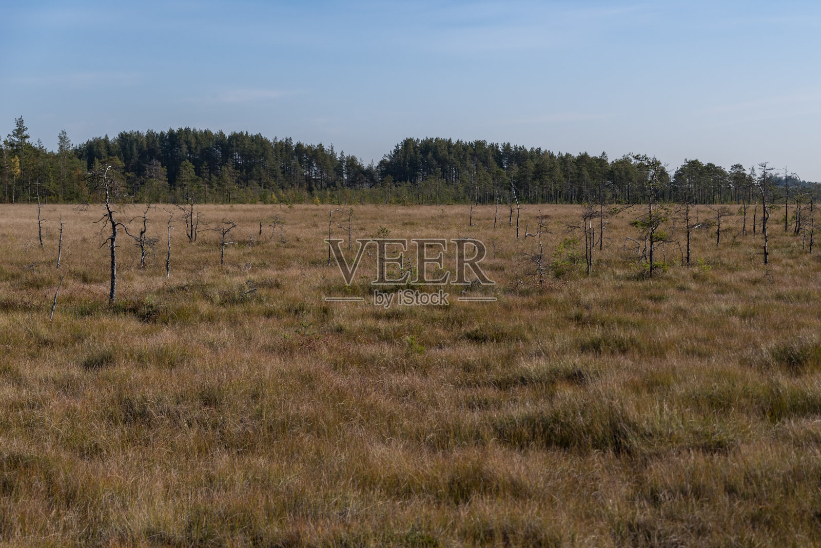 塞斯特罗列茨克沼泽保护区。圣彼得堡。俄罗斯照片摄影图片