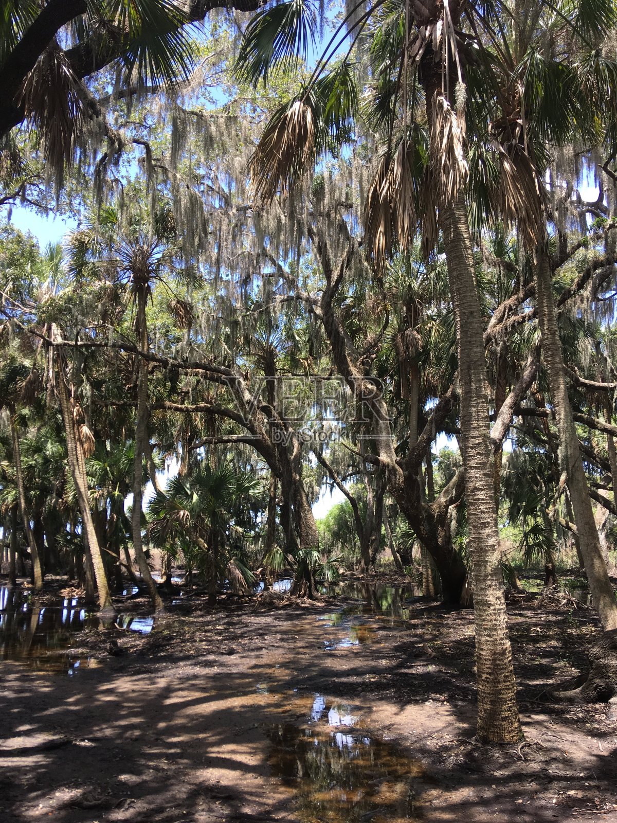 马亚卡湖州立公园FL灌木丛照片摄影图片