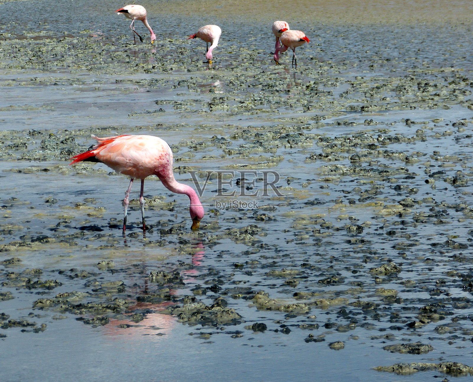 南美洲玻利维亚安第斯山脉，Eduardo Avaroa安第斯国家野生动物自然保护区，粉色火烈鸟在拉古纳海迪翁达矿质盐湖觅食。野生的智利火烈鸟。照片摄影图片