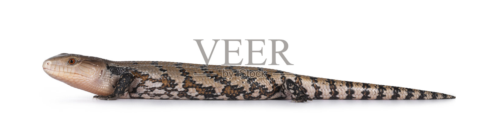 白色背景上的印度尼西亚蓝舌石龙子照片摄影图片