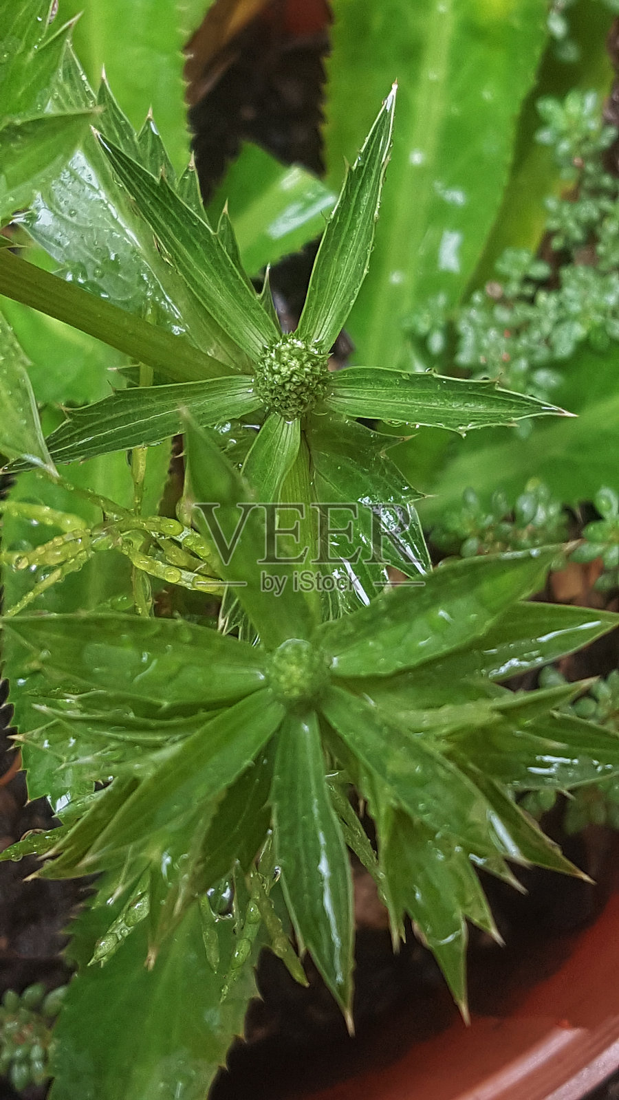性质:雨滴照片摄影图片