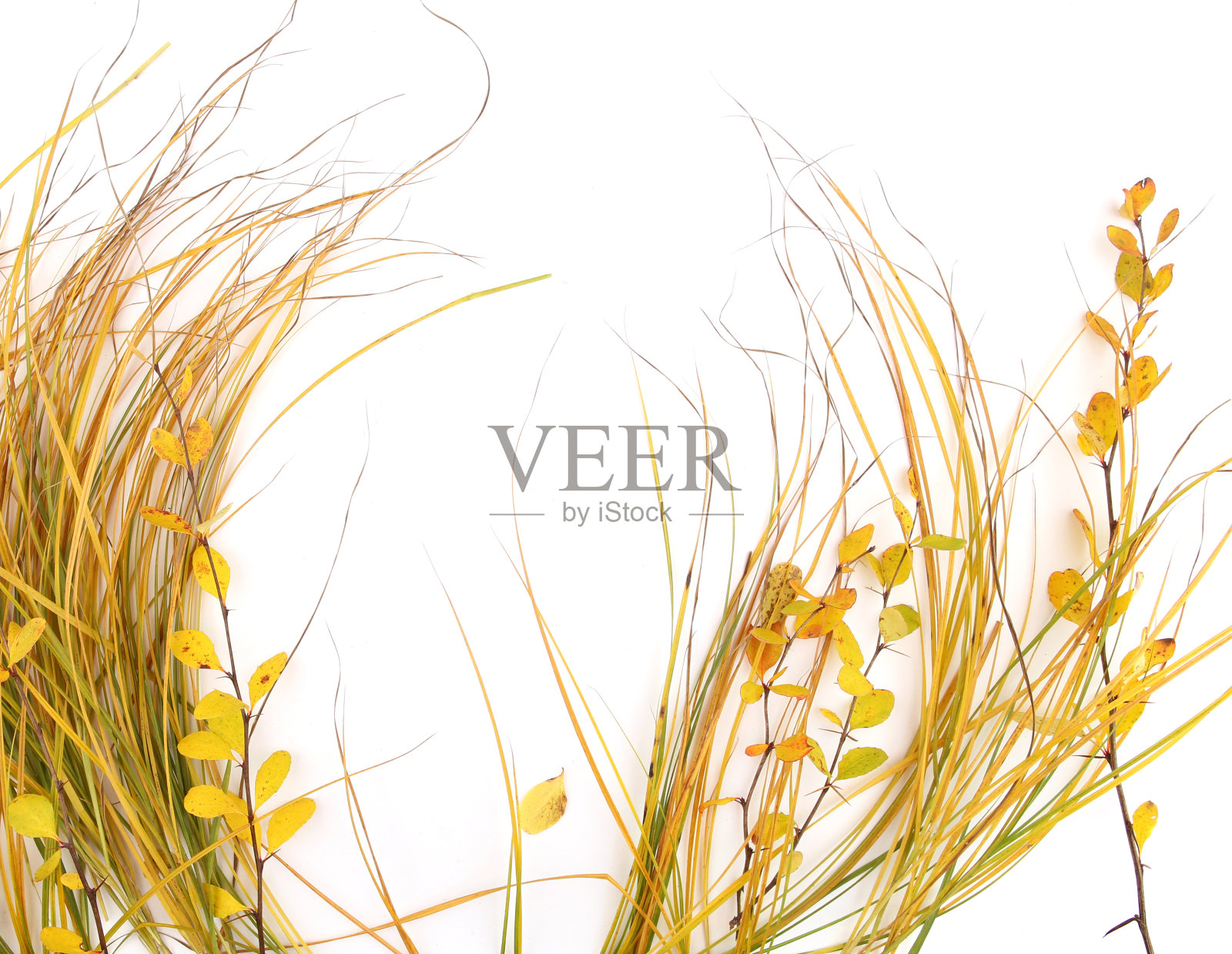 秋天的草和叶孤立在白色的背景上。照片摄影图片