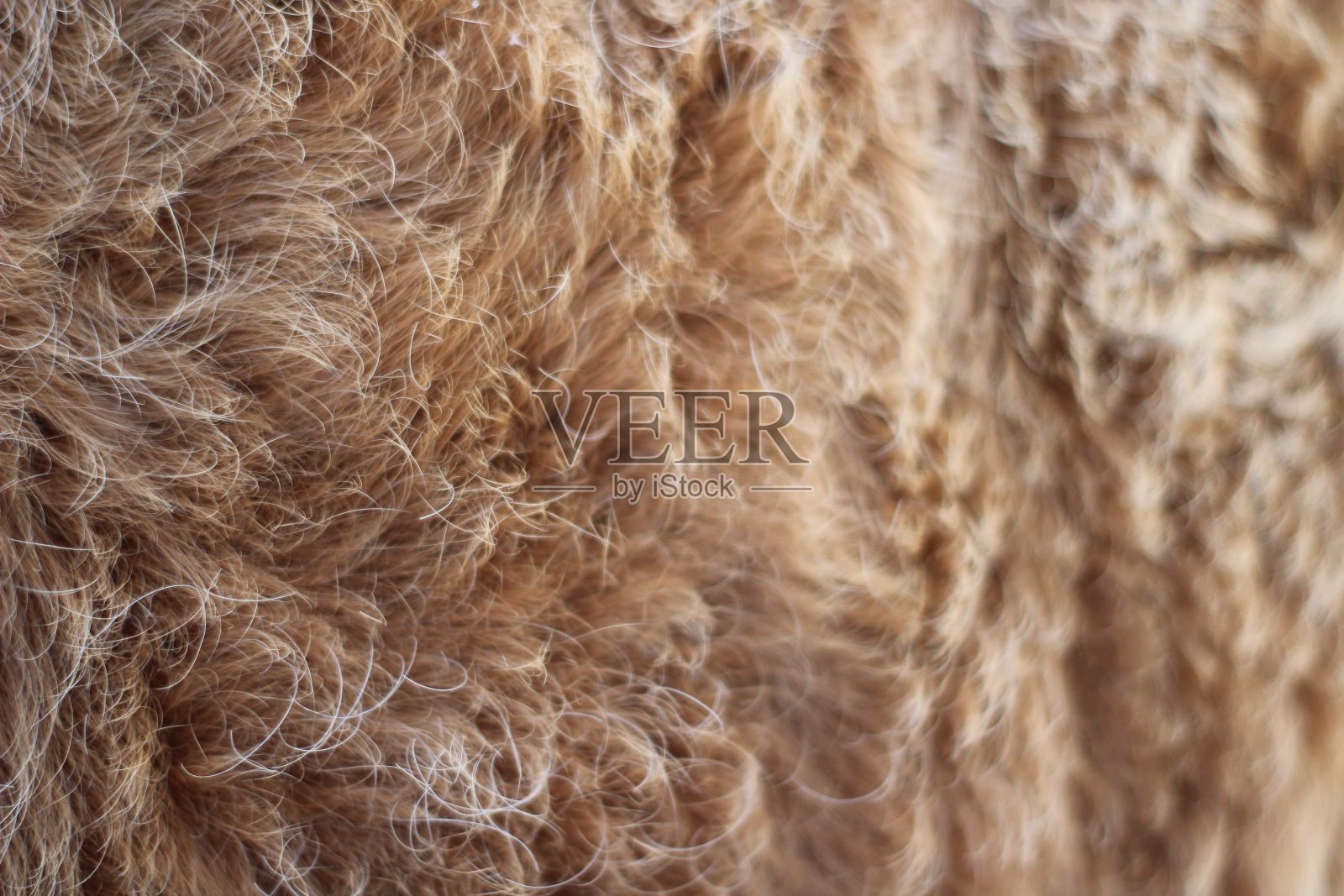 动物皮毛纹理背景蓬松的毛色棕色焦糖照片摄影图片