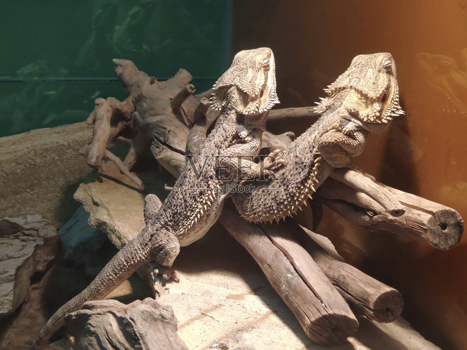 饲养箱中常见的绿色鬣蜥。特写镜头。海洋水族馆。照片摄影图片