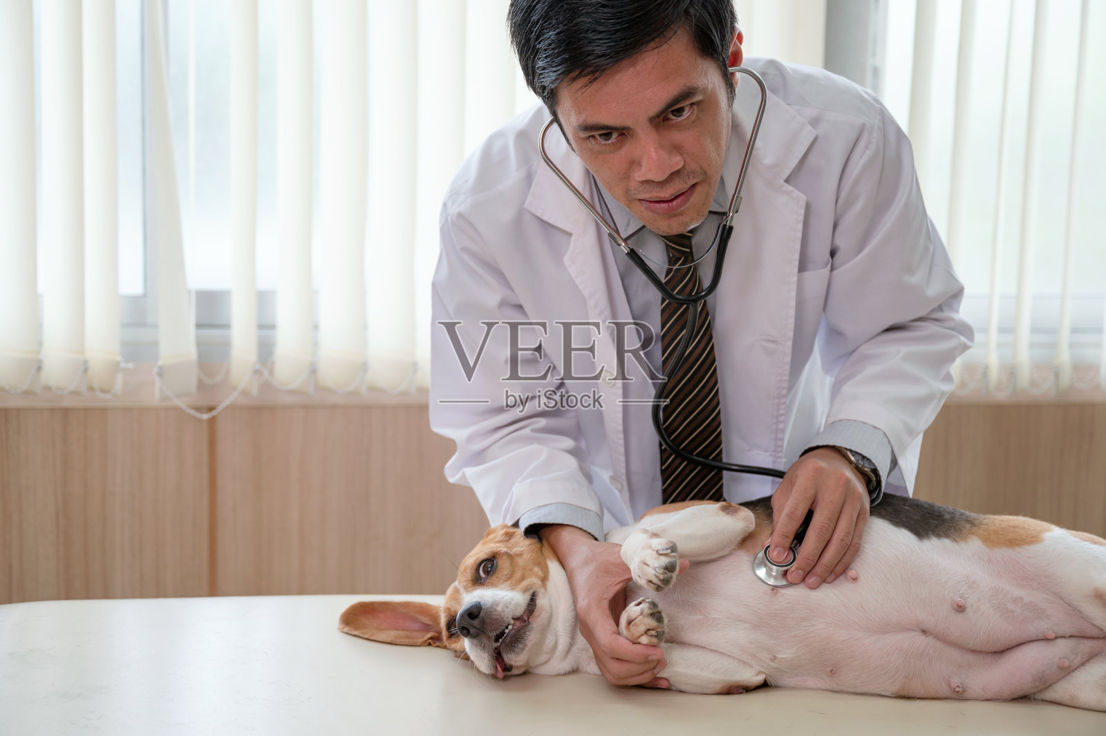 一名兽医在兽医台上用听诊器检查比格犬的心脏照片摄影图片